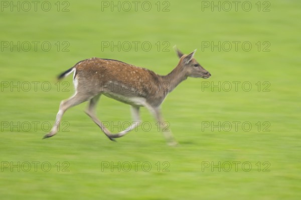 European fallow deer (dama dama) doe running on a meadow in autumn, Bavaria, Germany