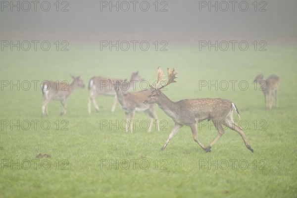 European fallow deer (dama dama) buck with its pack during the mating season on a meadow on a foggy