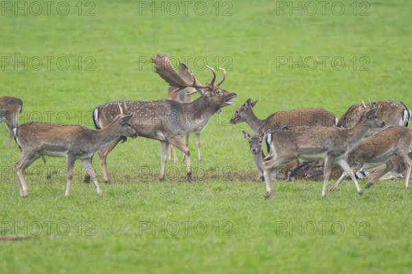 European fallow deer (dama dama) buck with his pack during the rutting season on a meadow in