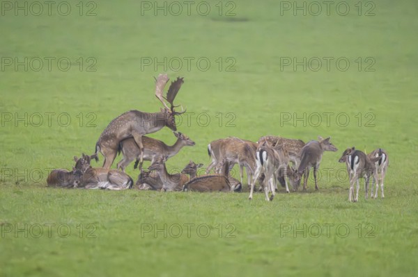 European fallow deer (dama dama) buck at the mating with his pack during the rutting season on a