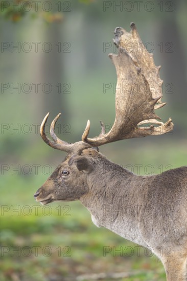 European fallow deer (dama dama) buck in a forest on a foggy day in autumn, portrait, Bavaria,