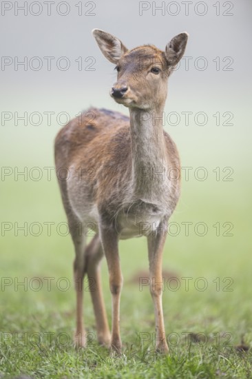 European fallow deer (dama dama) doe standing on a meadow on a foggy day in autumn, Bavaria,