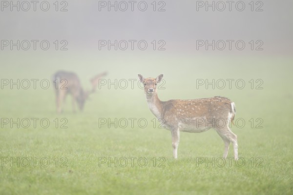 European fallow deer (dama dama) doe standing on a meadow on a foggy day in autumn, Bavaria,