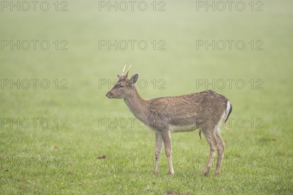 European fallow deer (dama dama) buck standing on a meadow on a foggy day in autumn, Bavaria,