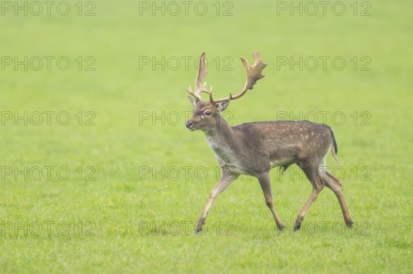 European fallow deer (dama dama) buck on a meadow in autumn, Bavaria, Germany