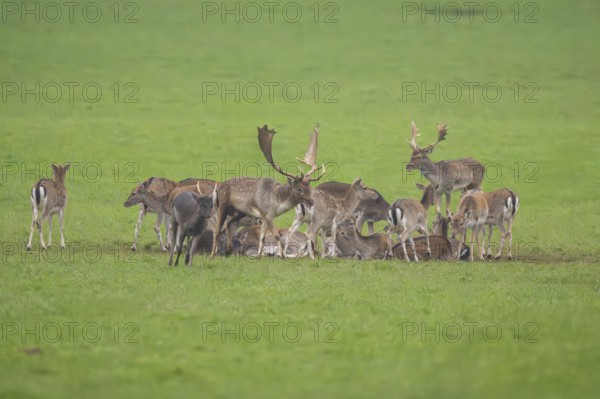 European fallow deer (dama dama) buck with his pack during the rutting season on a meadow in