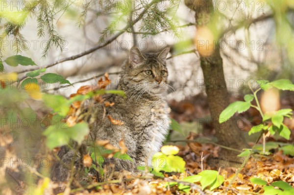 European wildcat (Felis silvestris silvestris) sitting in a forest in autumn, Bavaria, Germany