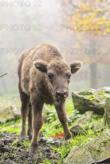 European bison (Bison bonasus) calf (youngster) standing on a clearing of a forest in autumn,