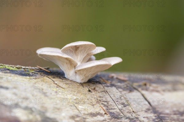Oyster mushroom (Pleurotus ostreatus) growing an a European beech (Fagus sylvatica) tree trunk in a