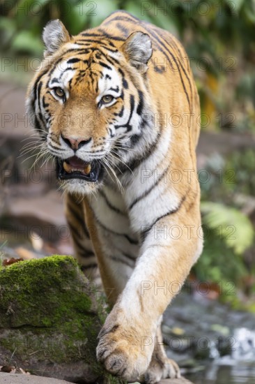 Siberian tiger or Amur tiger (Panthera tigris altaica) walking on the ground in autumn, captive,
