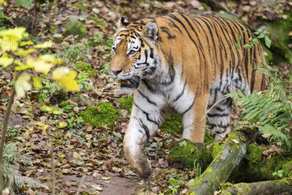 Siberian tiger or Amur tiger (Panthera tigris altaica) walking on the ground in autumn, captive,