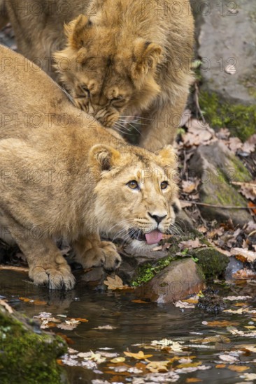 Asiatic lion (Panthera leo persica) youngster drinking from a little lake in autumn, Bavaria,