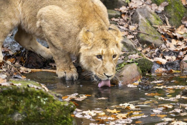 Asiatic lion (Panthera leo persica) youngster drinking from a little lake in autumn, Bavaria,
