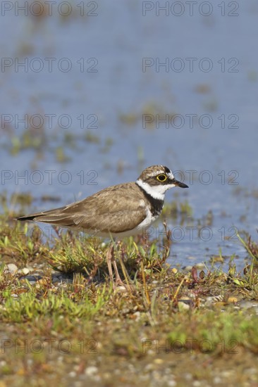 Little Ringed Plover (Charadrius dubius) adult bird standing on a gravel bank at the lakeshore,