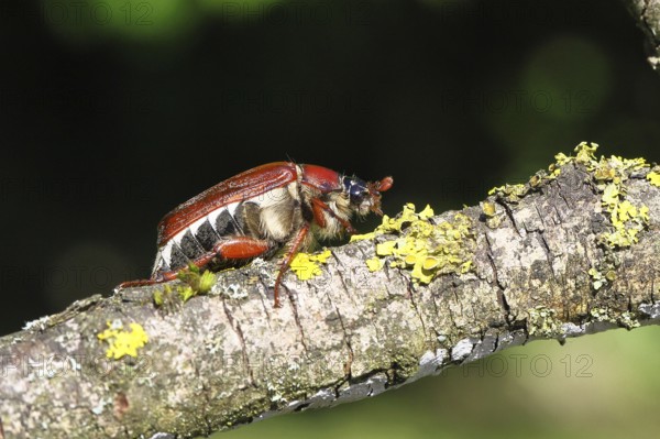May beetle, wood cockchafer (Melolontha hippocastani), female, on a branch covered with lichen,