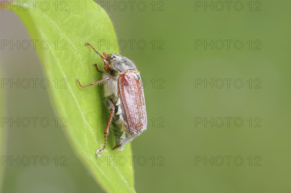 May beetle, wood cockchafer (Melolontha hippocastani), female, on a leaf, close-up, Wilnsdorf,