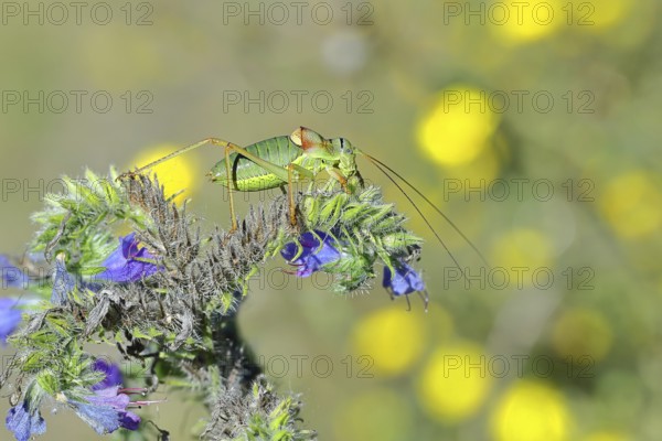 Steppe saddle grasshopper, steppe saddle grasshopper (Ephippiger ephippiger), male, on Viper's