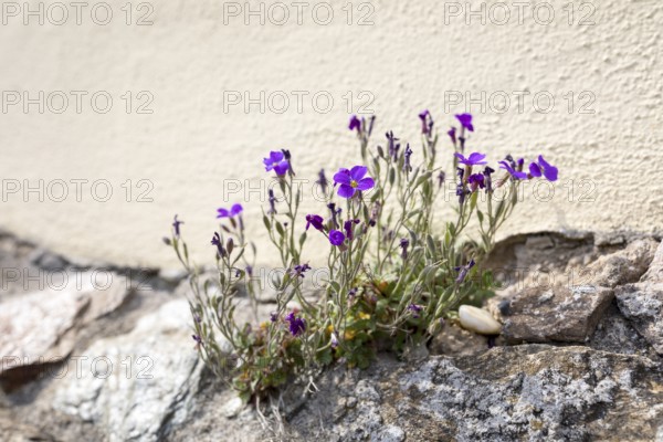 Blue cushion (Aubrieta) as a wallflower in bloom at the base of the town church in Nossen, Saxony,
