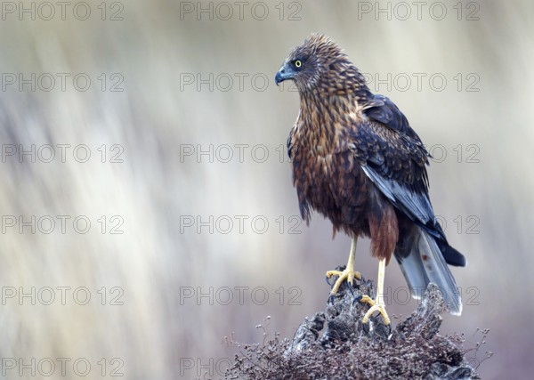 Young male marsh harrier (Circus aeruginosus) on a dead tree stump, Castilla-LaMancha, Spain