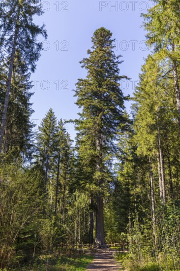 Grandfather fir, one of the mightiest firs in Germany, one of the approximately 300-year-old