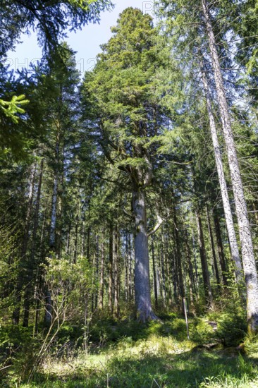 One of the mighty 300-year-old Schöllkopf firs, a stand of large silver firs (Abies alba) near