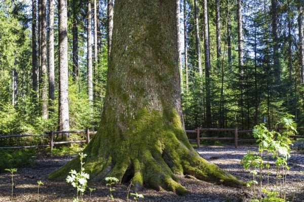 Tree trunk of the grandfather fir, one of the mightiest firs in Germany, one of the approximately