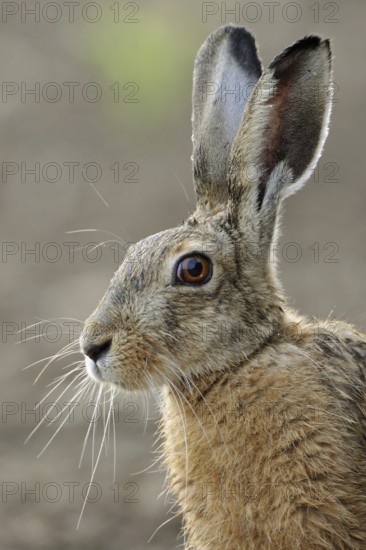 Portrait in young maize... European hare (Lepus europaeus), adult, close-up, head portrait,
