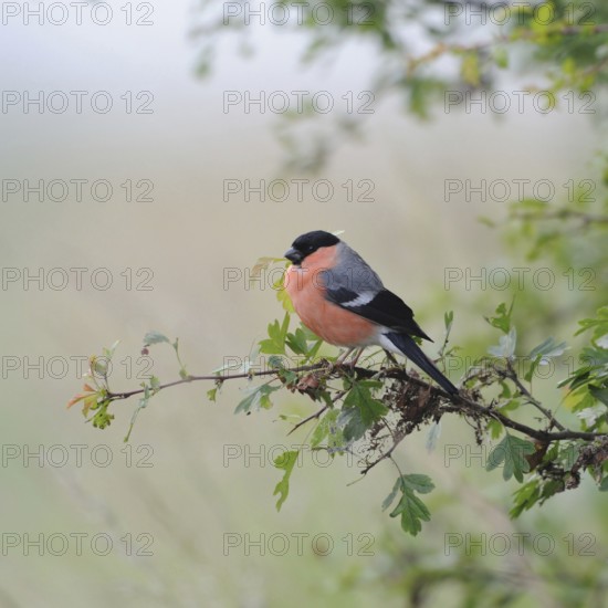 Rose-red... Bullfinch, also known as bullfinch (Pyrrhula pyrrhula) because of its chimney-red
