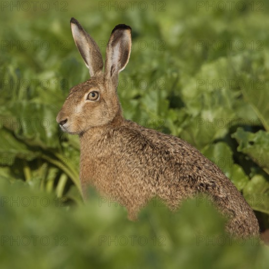 Between turnips... European hare (Lepus europaeus) sitting in a beet field in the warm morning