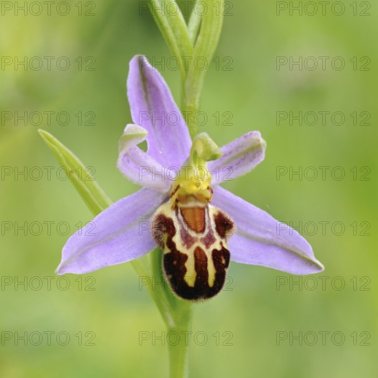 Orchid of the year 1995... Bee orchid (Ophrys apifera), close-up of inflorescence, conspicuous wild