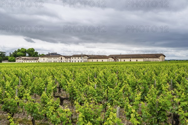Vineyard of Chateau d'Armailhac Vineyard and grape fields around Pauillac and Gironde Estuary,