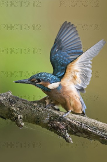Impatiently begging... Kingfisher (Alcedo atthis), just fledged young bird begs insistently for