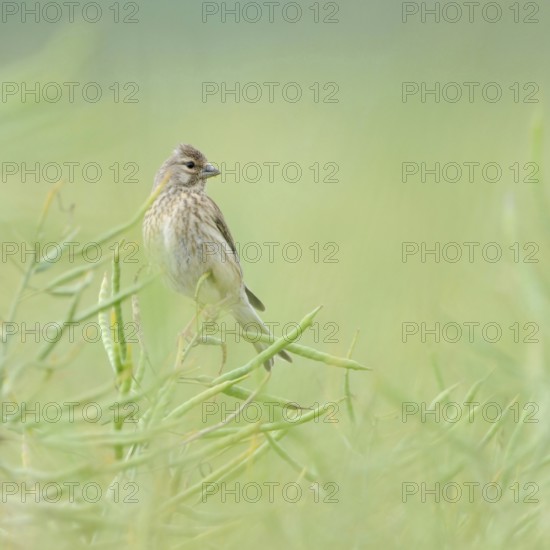 In ripe oilseed rape... Common linnet (Carduelis cannabina), female in soft light between rapeseed
