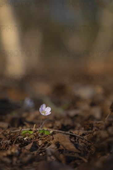 Nature photograph of wood sorrel (Oxalis acetosella) in spring, nature photo, flora, plant, flower,