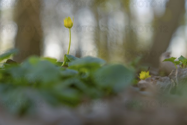 Nature photograph of lesser celandine (Ficaria verna) in spring, nature photo, flora, plant,