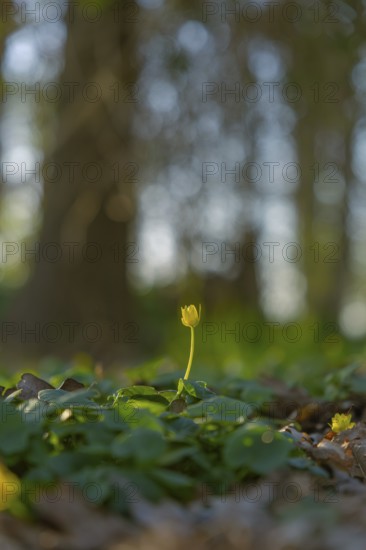 Nature photograph of lesser celandine (Ficaria verna) in spring, nature photo, flora, plant,