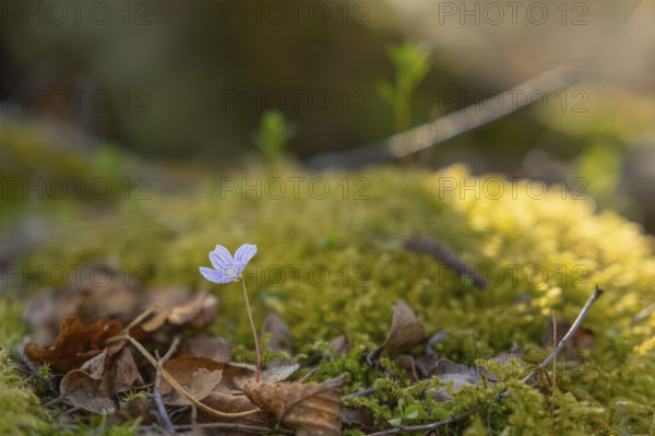 Nature photograph of wood sorrel (Oxalis acetosella) in spring, nature photo, flora, plant, flower,