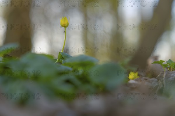 Nature photograph of lesser celandine (Ficaria verna) with an insect sitting on the stem in spring,