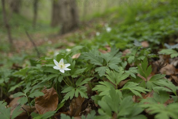 Nature photograph of wood anemone (Anemone nemorosa) in spring, nature photo, flora, plant, flower,