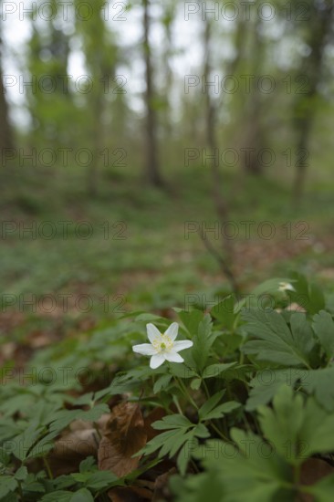 Nature photograph of wood anemone (Anemone nemorosa) in spring, nature photo, flora, plant, flower,
