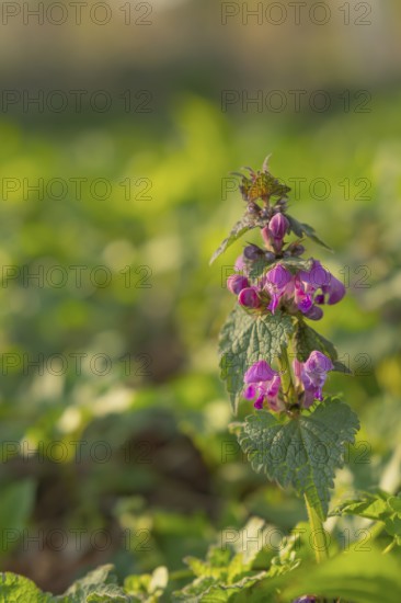 Nature photograph of the Spotted deadnettle (Lamium maculatum) in spring, nature photo, flora,