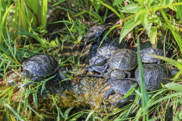 A group of young European pond turtles (Emys orbicularis) resting on the shore of a pond
