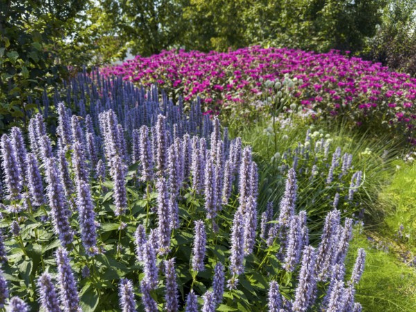 Scented nettle, aniseed-scented nettle, aniseed hyssop, aniseed giant hyssop (Agastache foeniculum)