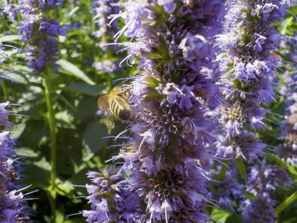 Honey bee (Apis) sitting on scented nettle, aniseed scented nettle, aniseed hyssop, aniseed giant