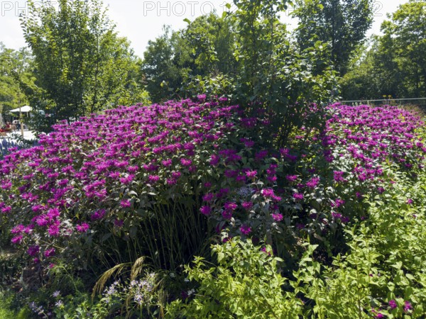 Golden balm, Indian nettle, scarlet monard (Monarda didyma)