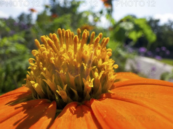 Tithonia rotundifolia, torchflower (Tithonia rotundifolia), detail, close-up