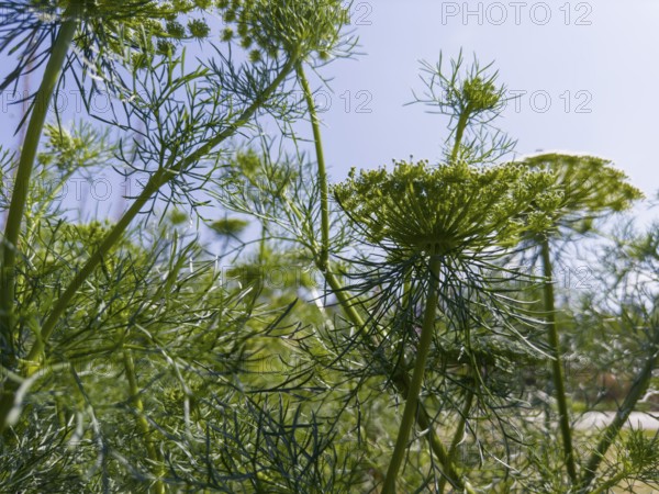 Bishop's weed, lesser carrot, toothpick carrot, toothpick herb, toothpick ammei (Visnaga