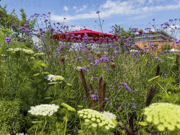 Purpletop vervain, Argentine verbena (Verbena bonariensis) and Haller's laserwort, rough-haired