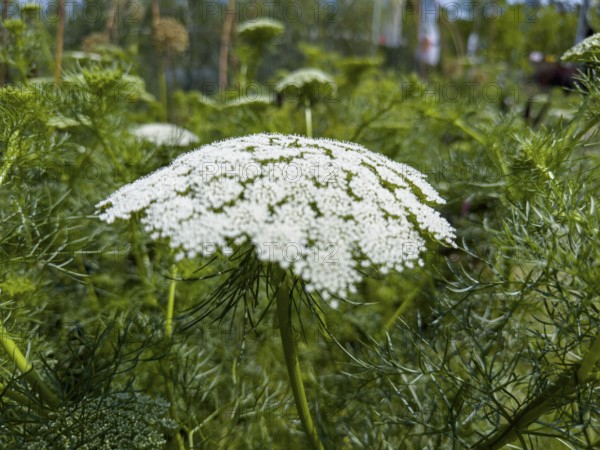 Bishop's weed, small cartilaginous carrot, toothpick cartilaginous carrot, toothpick herb,