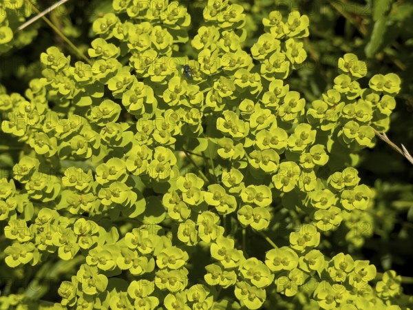 Cypress spurge, cypress-leaved spurge, warthog, milkweed, dullweed (Euphorbia cyparissias)